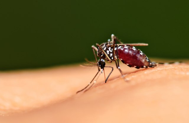 Stop ujedima komaraca: Prirodna sredstva koja ih odbijaju, a svi ih imamo u kući